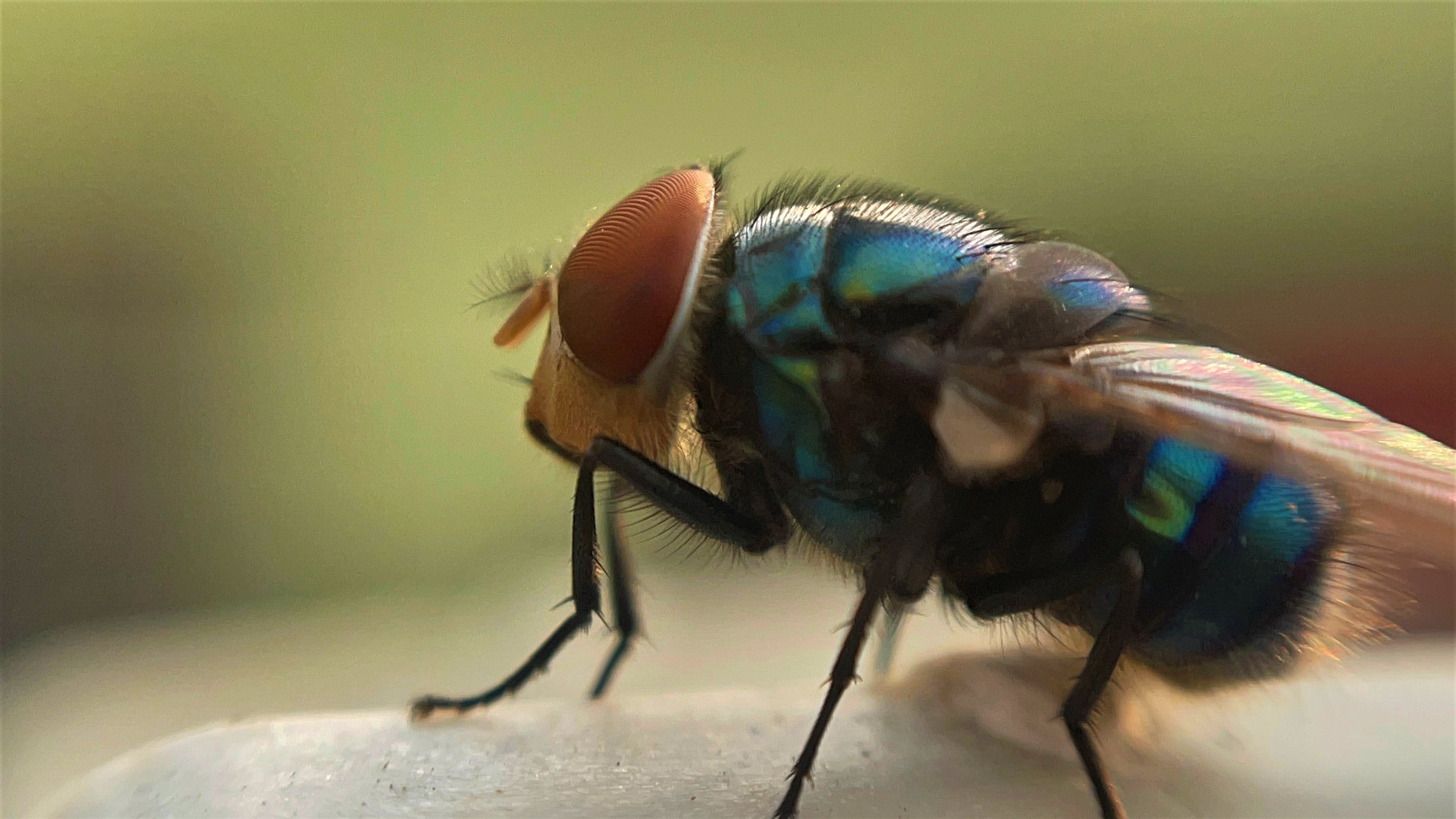 Warum So Viele Fliegen In Der Wohnung www.buchmann.ch