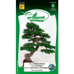Samen Mauser Bonsai pino ragazza