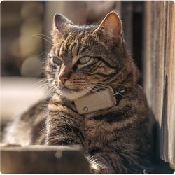 Tractive GPS CAT Mini - brown