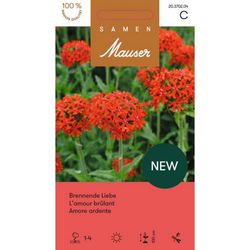 Samen Mauser Lychnis chalcedonica